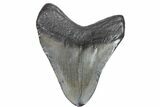 Fossil Megalodon Tooth - Georgia #151511-2